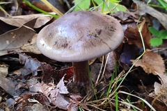 Thaxterogaster purpurascens