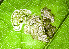 Aspilanta hydrangaeella