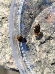 Laccophilus maculosus