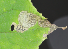 Aspilanta hydrangaeella