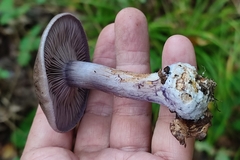 Thaxterogaster purpurascens