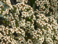 Eriogonum giganteum