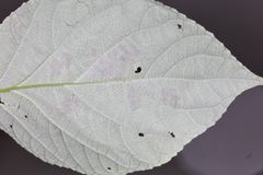 Aspilanta hydrangaeella