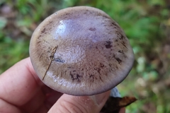 Thaxterogaster purpurascens