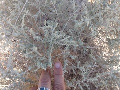 Atriplex polycarpa