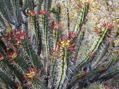 Euphorbia heptagona