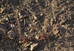 Chylismia claviformis integrior