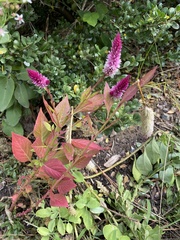 Celosia