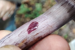 Thaxterogaster purpurascens