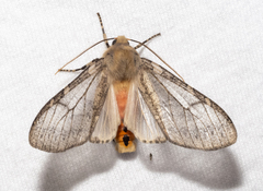 Pseudohemihyalea labecula