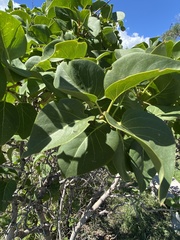 Syringa