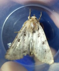 Amphipyra effusa