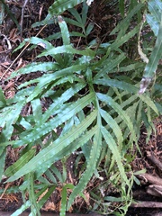 Pteris cretica