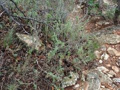 Fendlerella utahensis