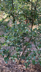 Quercus agrifolia
