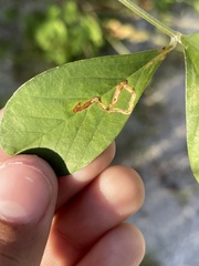 Liriomyza schmidti