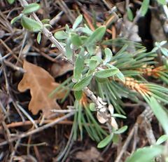 Fendlerella utahensis