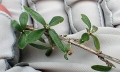 Fendlerella utahensis