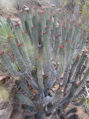 Euphorbia heptagona