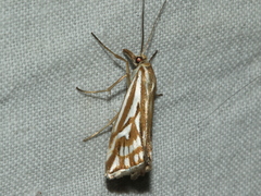 Hednota pleniferellus
