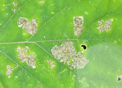 Aspilanta hydrangaeella