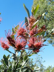 Grevillea