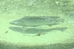 Oreochromis