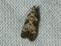 Hypatima