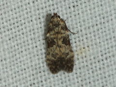 Hypatima