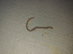 Lumbricus terrestris