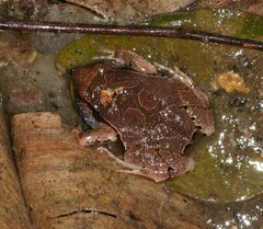 Physalaemus signifer