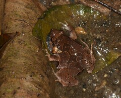 Physalaemus signifer