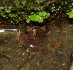 Physalaemus signifer