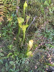 Sarracenia alata