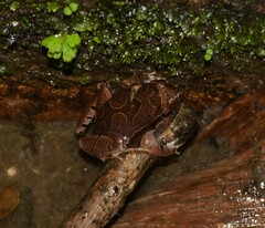 Physalaemus signifer