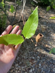 Calycanthus occidentalis