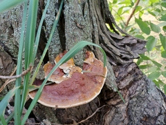 Ganoderma