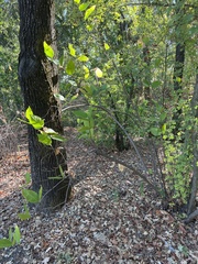 Calycanthus occidentalis