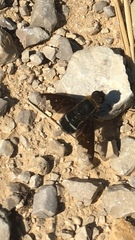 Hemipenthes velutina