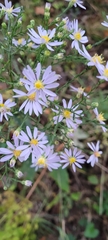 Symphyotrichum undulatum