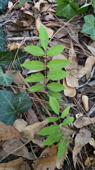 Wisteria sinensis