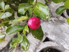 Malpighia emarginata