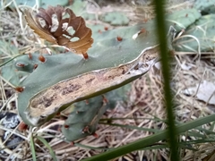Opuntia cespitosa