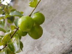 Malpighia emarginata