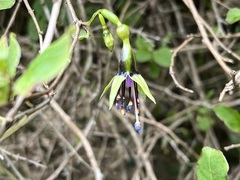 Fuchsia perscandens