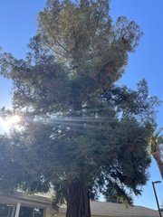 Sequoia