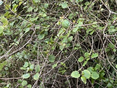 Fuchsia perscandens