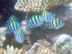 Abudefduf vaigiensis