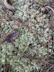 Sphagnum