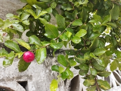 Malpighia emarginata